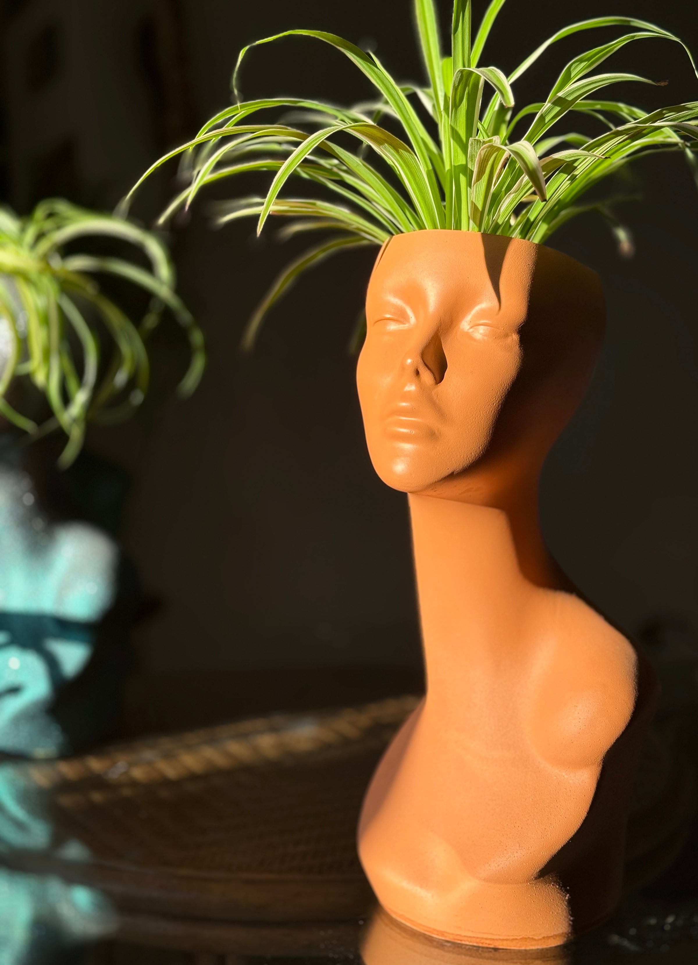 money plant for indoor Buy Money Plant Green in Self Watering Pot- Unlimited Greens   unlimitedgreens
